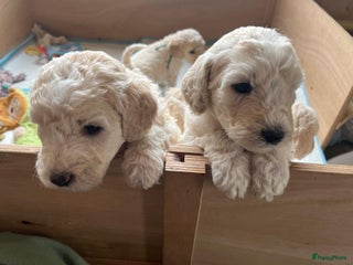 Kruising honden - Advertentie 11