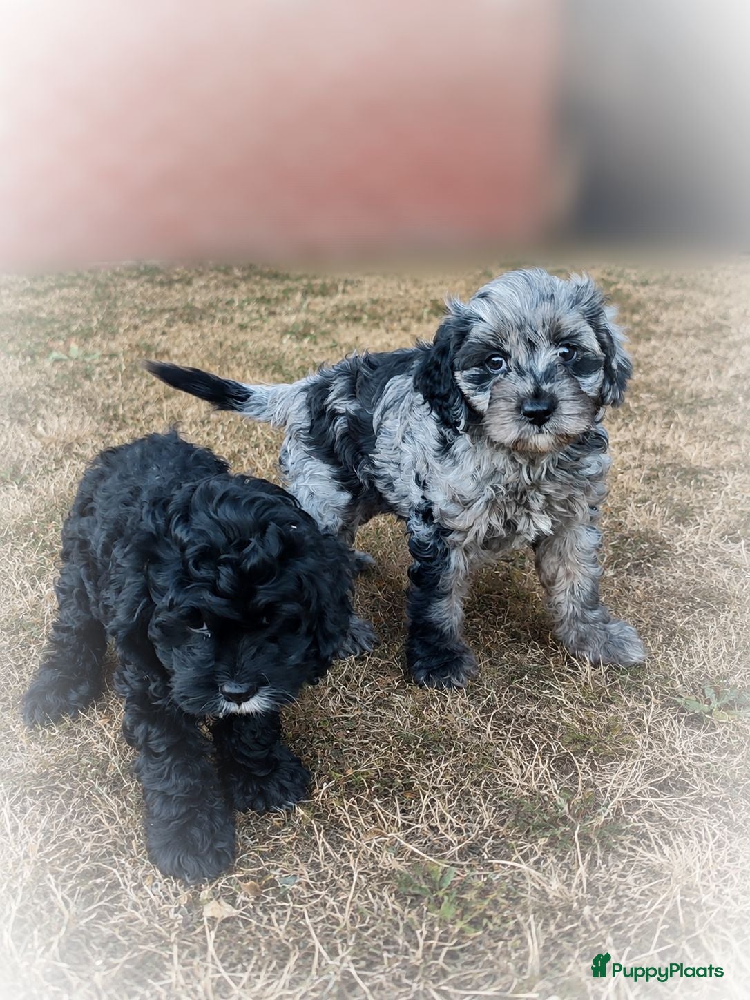 Cavapoo honden Cavapoo pups mogen het nest verlaten  - Advertentie 14