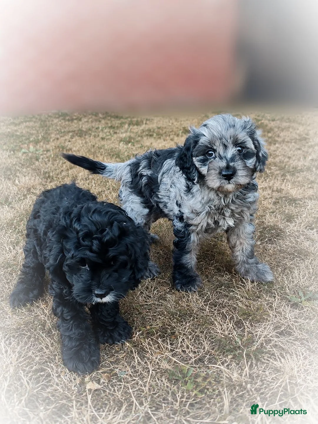 Cavapoo honden te koop: Cavapoo pups mogen het nest verlaten  - Advertentie 1