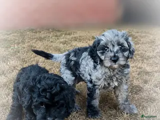 Cavapoo honden Cavapoo pups mogen het nest verlaten - Advertentie 14