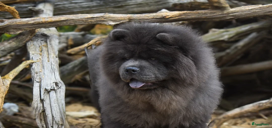 Galerij afbeelding {{count}}