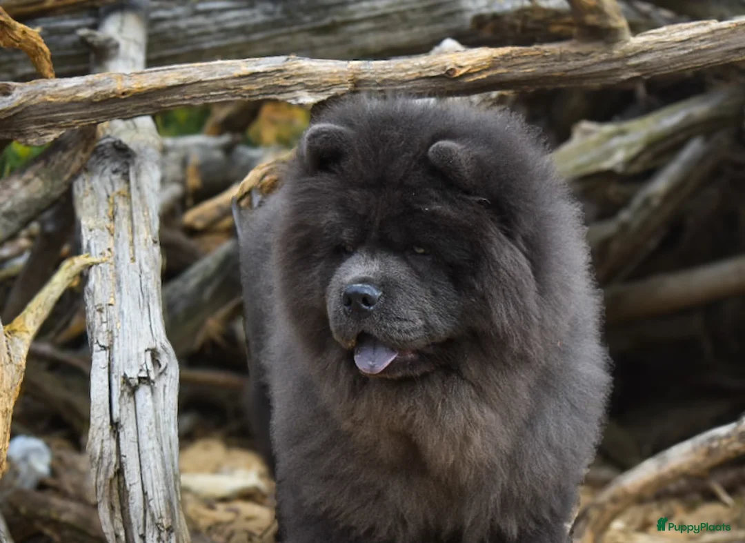 Galerij afbeelding {{count}}