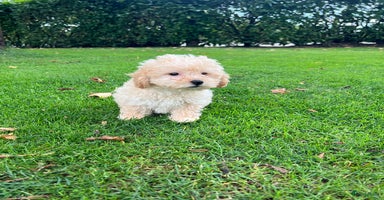 Maltipoo honden - Advertentie 14
