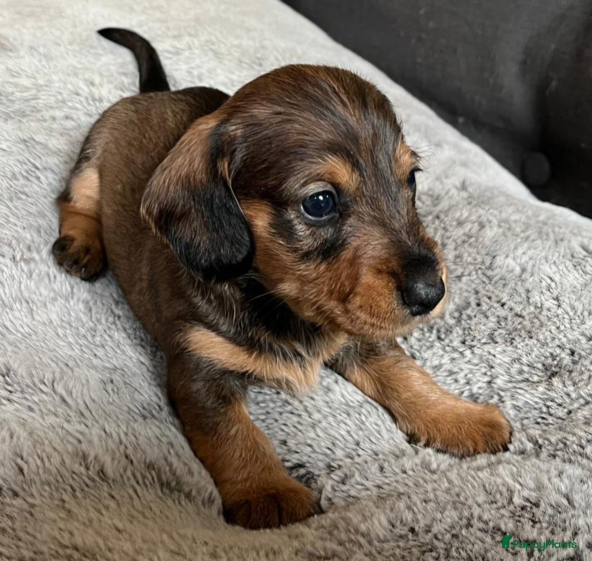 Ruwhaar Teckel honden prachtige ruwhaar dwergteckel pups - Advertentie 2