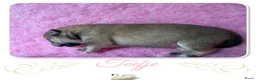 Shiba honden te koop: Mooie Shiba puppy’s zoeken een liefdevol thuis  - Advertentie 8