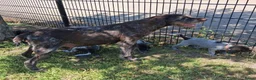Duitse Staande Hond Draadhaar honden te koop: Prachtige Duitse Staande Draadhaar pups in Reusel - Advertentie 7