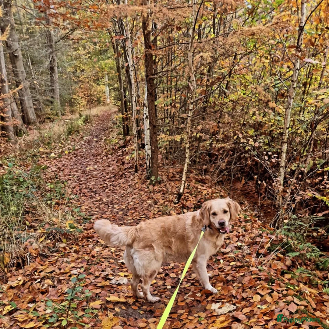 Golden Retriever honden te koop: Liefdevol en huiselijk nest Golden Retriever pups  - Advertentie 20