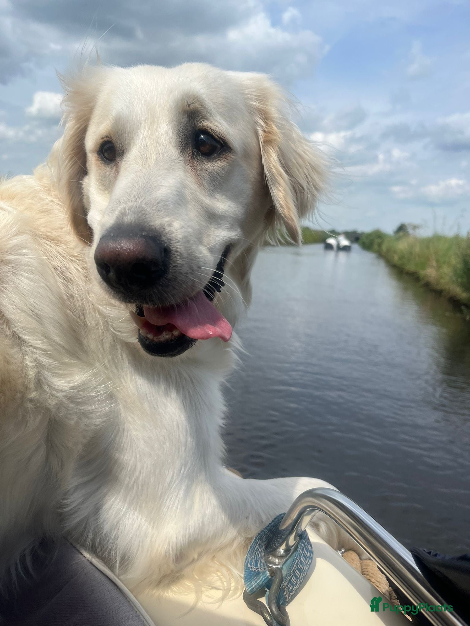 Flatcoated Retriever honden Flatcoated retriever pups - Advertentie 1