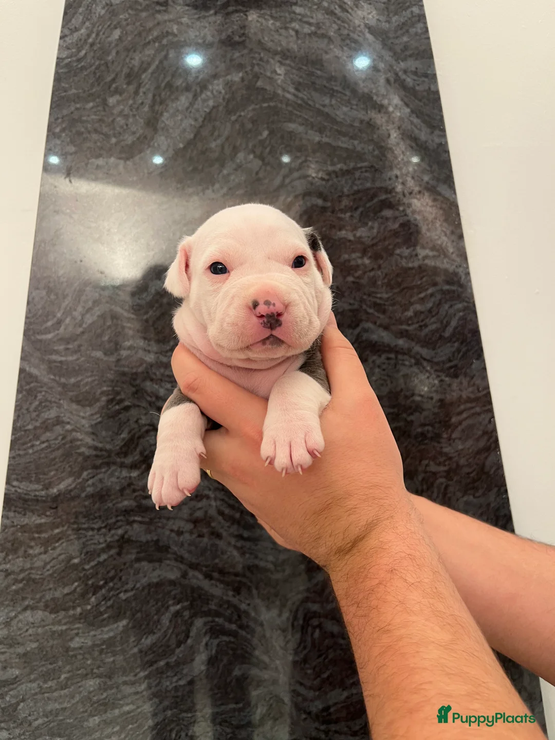 American Staffordshire Terriër honden te koop: Amerikaanse Stafford Pups - Advertentie 6