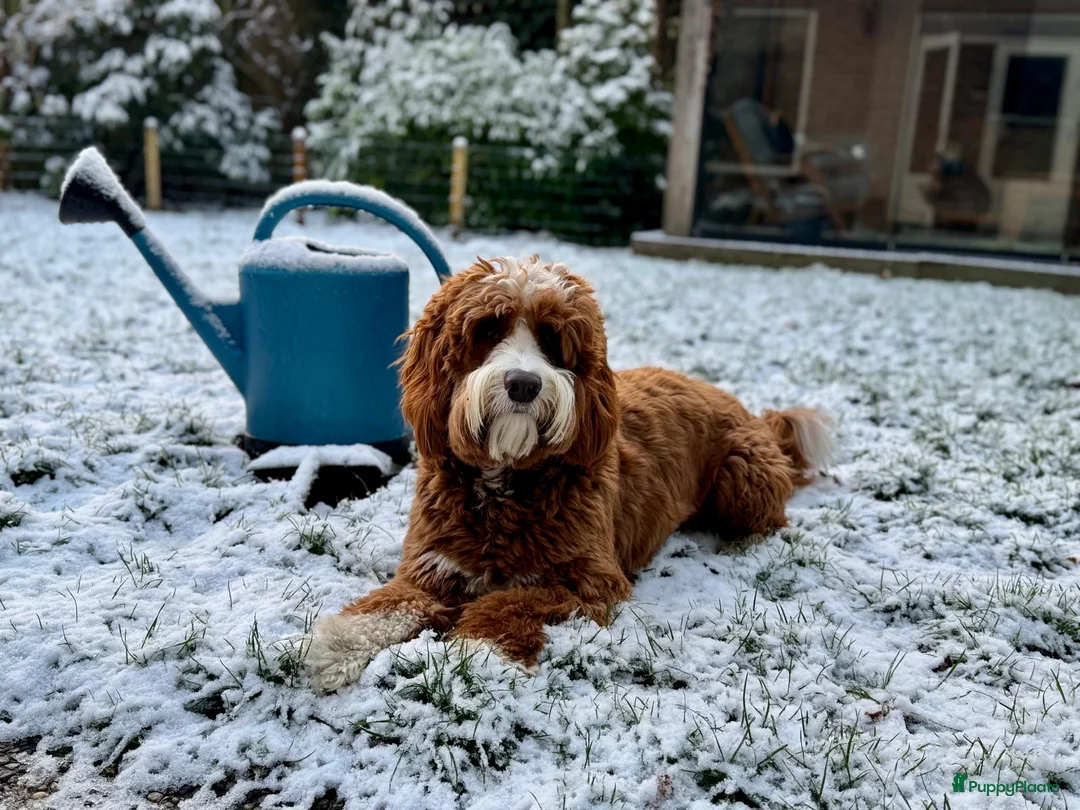 Australian Labradoodle honden te koop: Medium Australian Labradoodle pup nestaankondiging - Advertentie 12