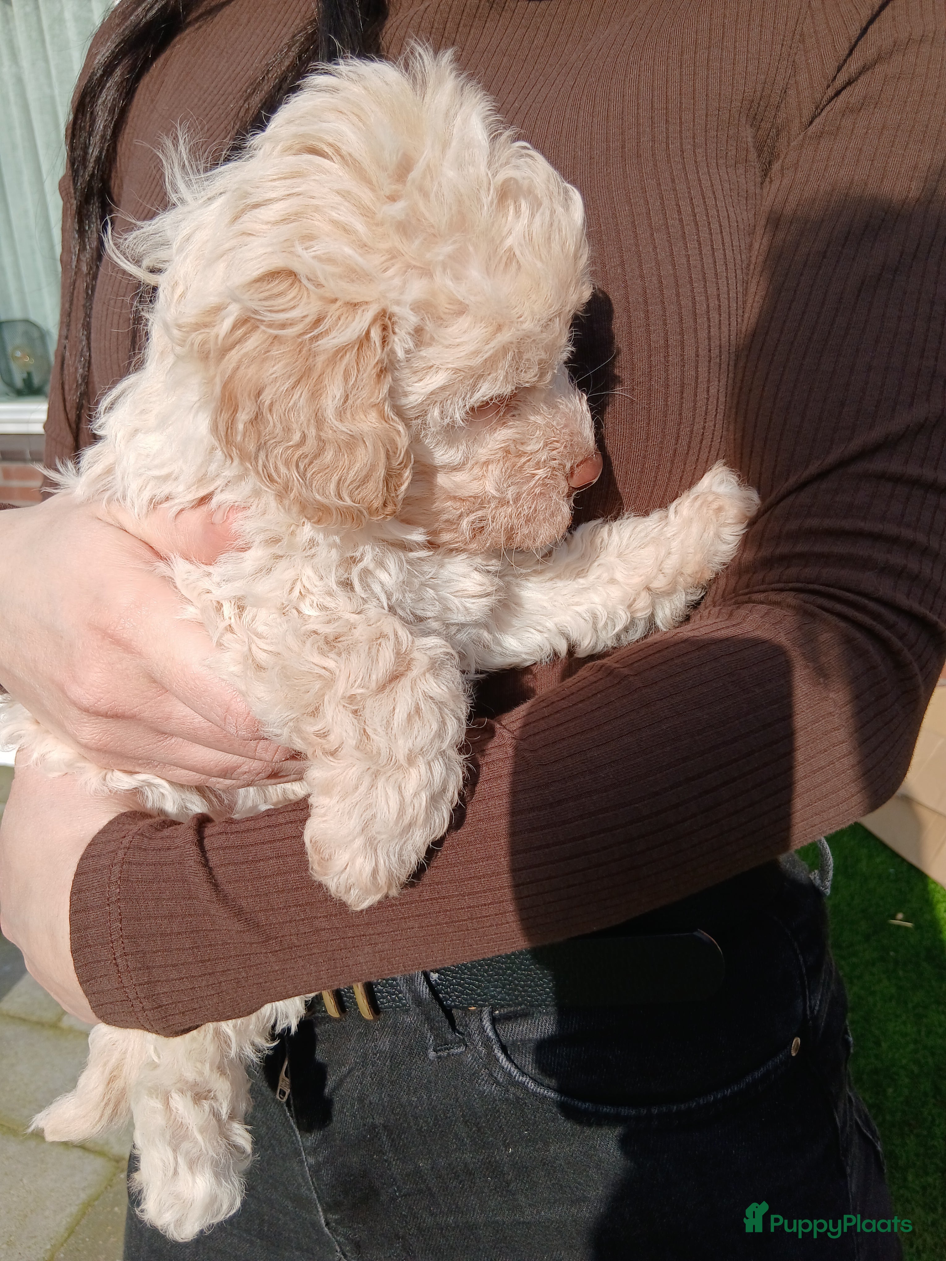 Lagotto Romagnolo honden Exclusief nestje Lagotto Romagnolo pups - Advertentie 1