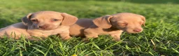 Kruising honden te koop: Kortharige teckels met vleugje chihuahua  - Advertentie 21