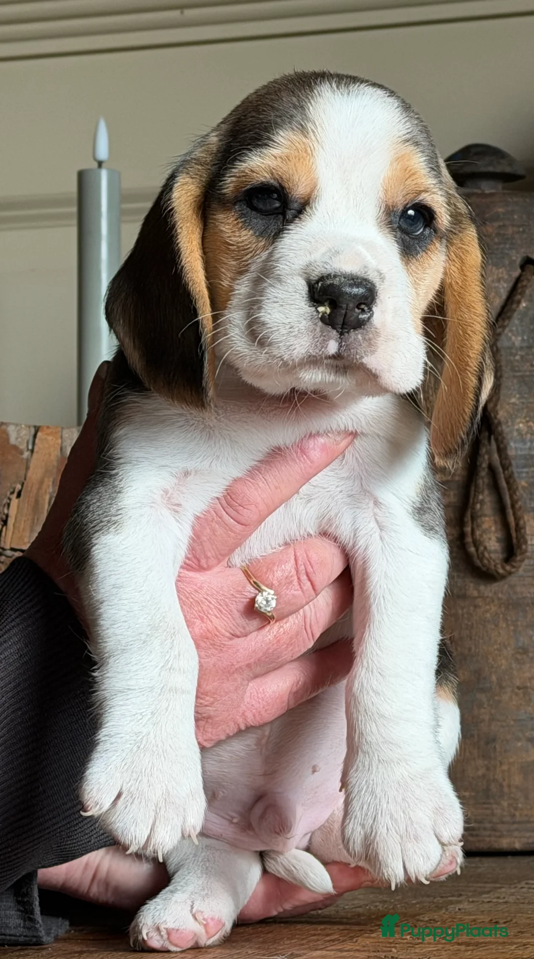 Beagle honden te koop: Beagle pups met FCI uitgebreid getest!! - Advertentie 13