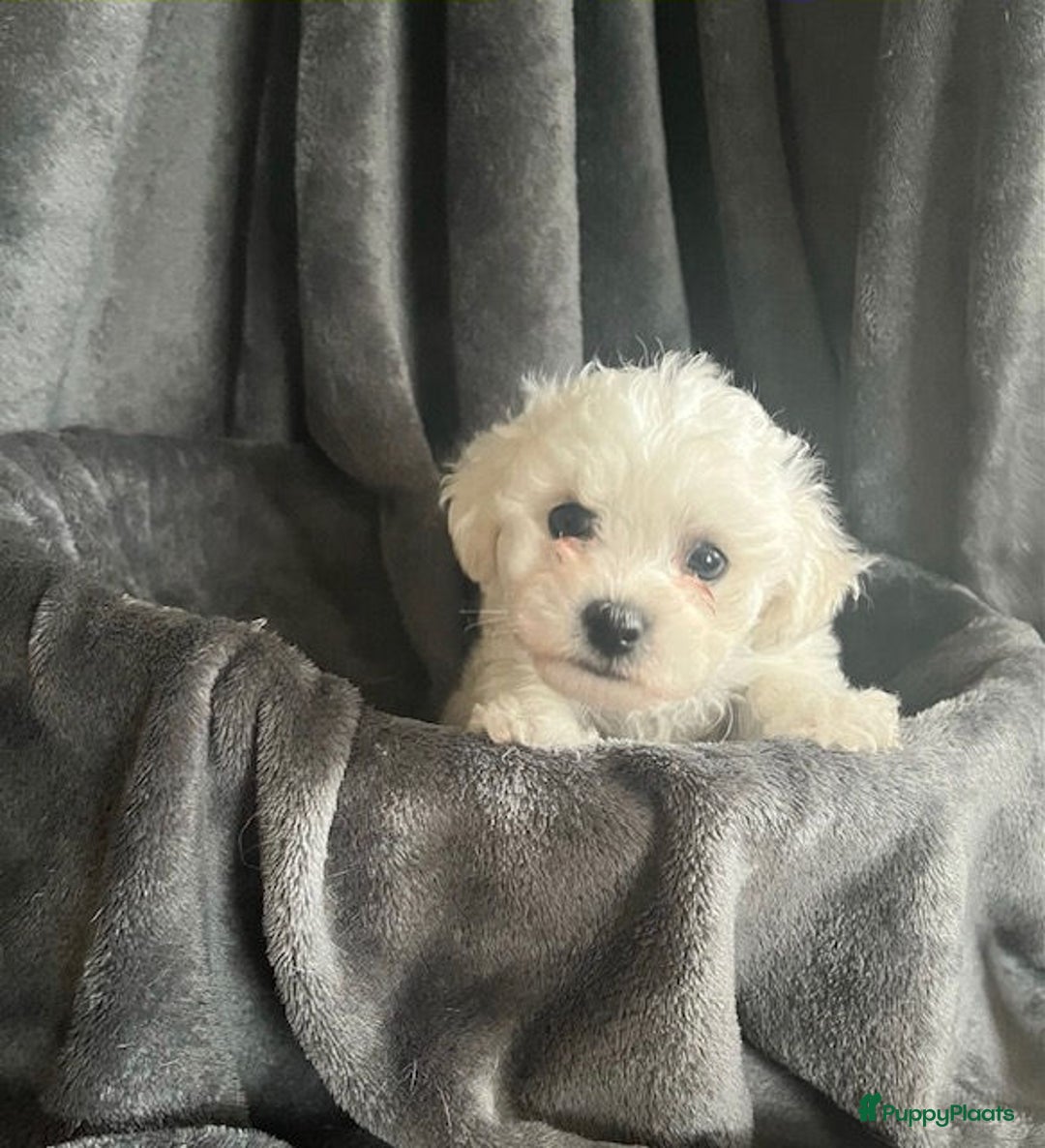 Bichon Frisé honden te koop: bichon frise pups - Advertentie 13