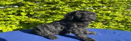 Labradoodle honden te koop: Doodle Pups - Advertentie 6