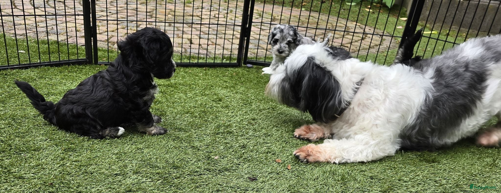 Kruising honden Prachtige pups - Advertentie 2