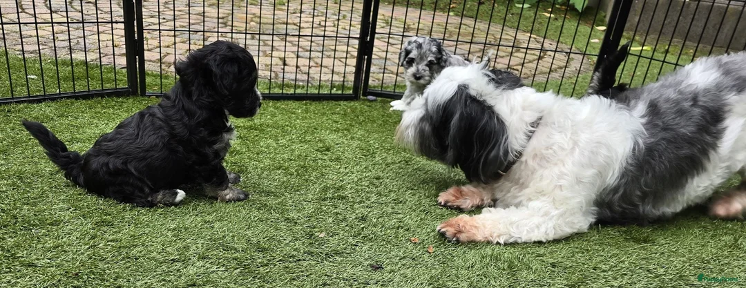 Kruising honden te koop: Prachtige pups - Advertentie 2