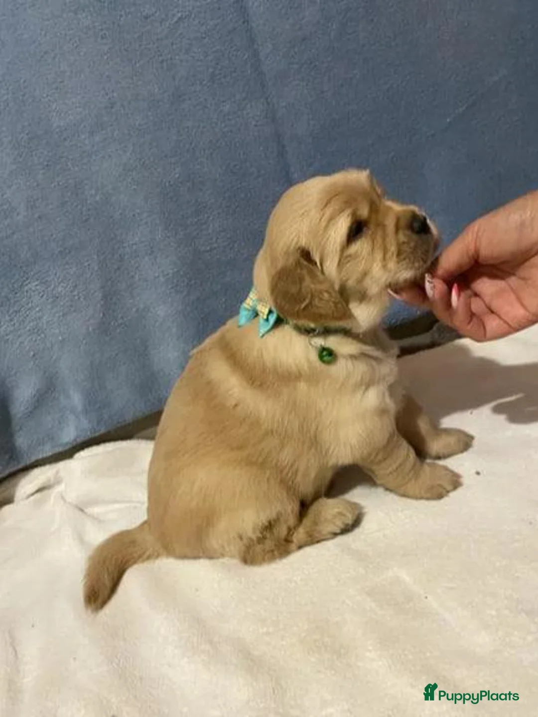 Golden Retriever honden te koop: Golden Retriever pups - Advertentie 2