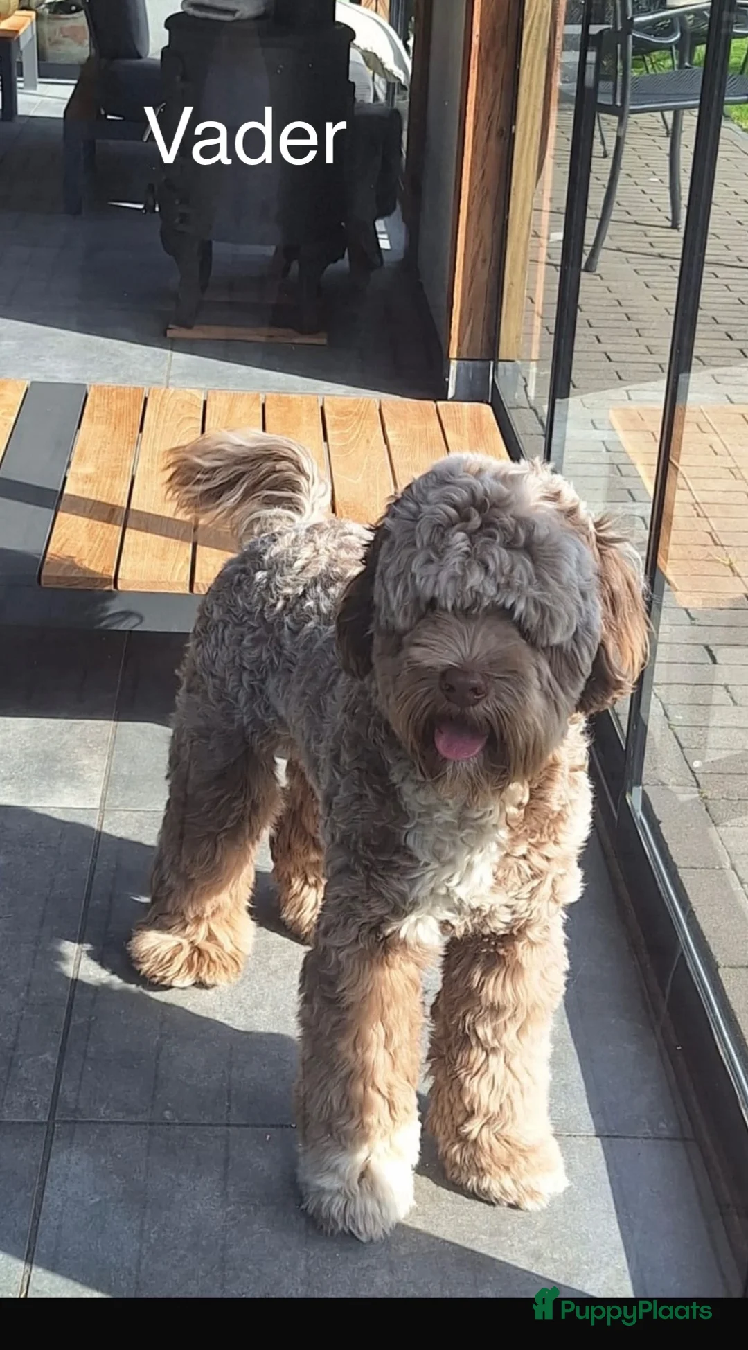 Australian Labradoodle honden te koop: Alf1 australian labradoodle  - Advertentie 8