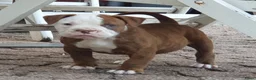 Amerikaanse Bulldog honden te koop: Mooie Amerikaanse Bulldog pups  - Advertentie 20