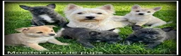 Kruising honden te koop: Pomeriaan x Westy kruising pups - Advertentie 2