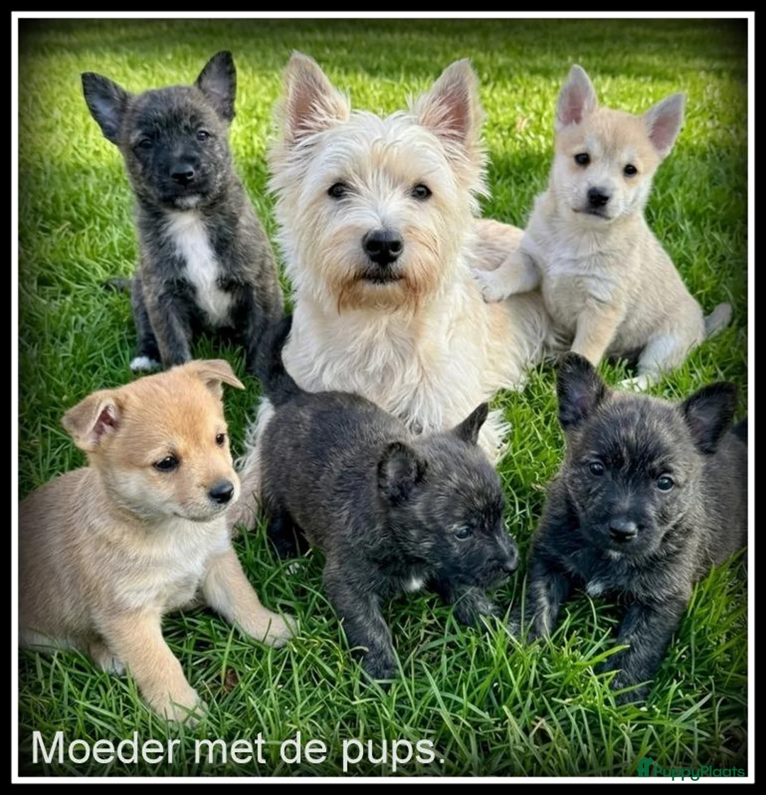 Kruising honden te koop: Pomeriaan x Westy kruising pups - Advertentie 2
