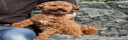 Poedel Toy honden te koop: Toypoedel pups 6 weken oud - Advertentie 8