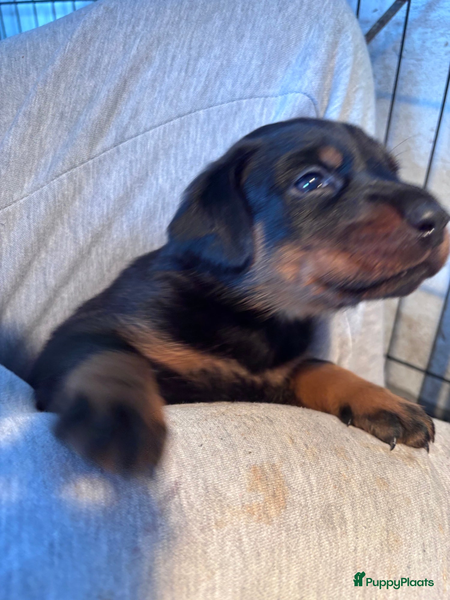 Beauceron honden Beauceron pups - Advertentie 1