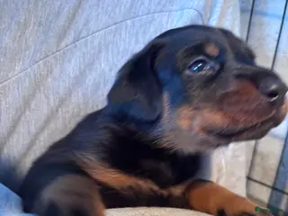 Beauceron honden Beauceron pups - Advertentie 12