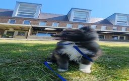 Pomsky honden te koop: F2 Pomsky pups in Zeewolde - Afbeelding 8