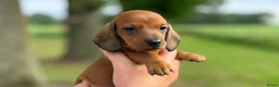 Teckel (korthaar)  honden te koop: Prachtige teckelpupjes  - Advertentie 4
