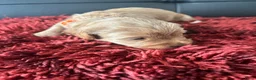 Labradoodle honden te koop: Mooie mini doodle - Advertentie 13