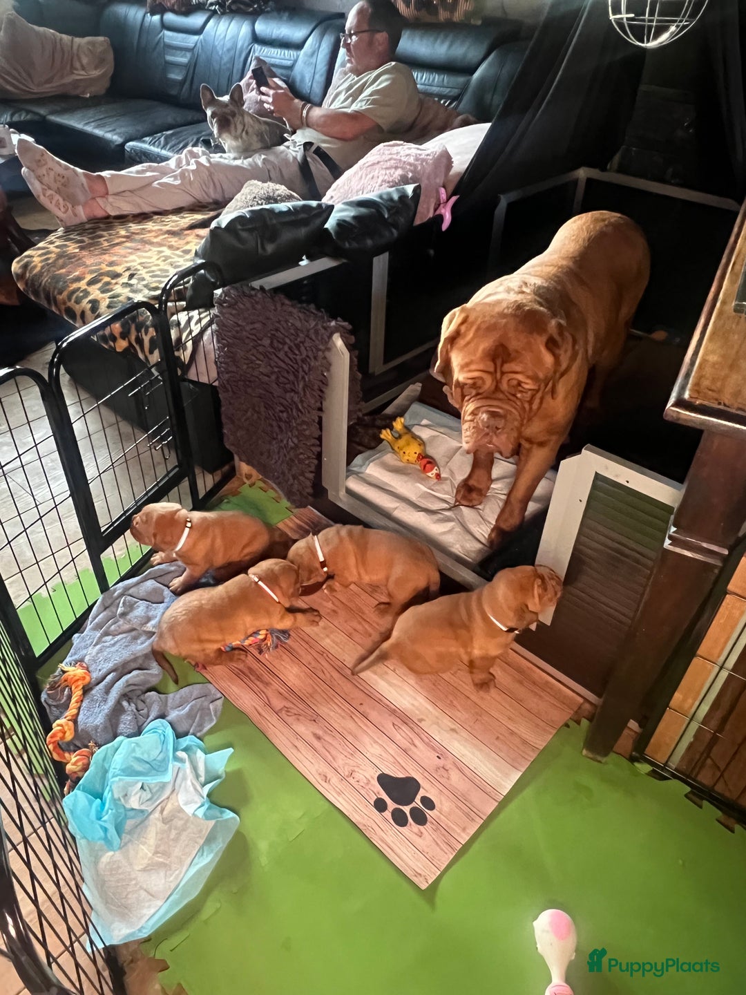 Bordeaux Dog honden te koop: Bordeauxdog puppy’s te koop in Lekkerkerk - Afbeelding 12