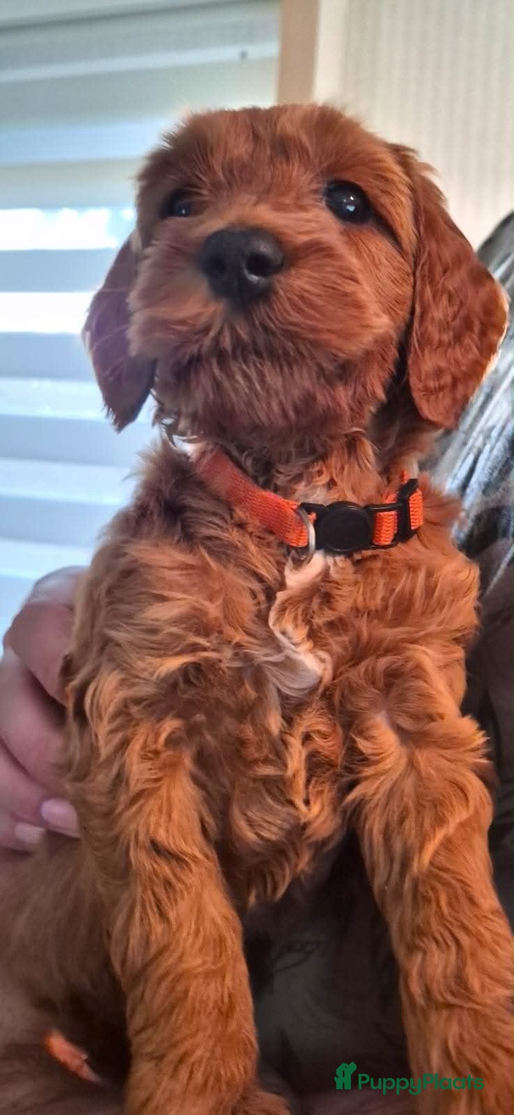 Australian Labradoodle honden te koop: pupjes beschikbaar  - Advertentie 4