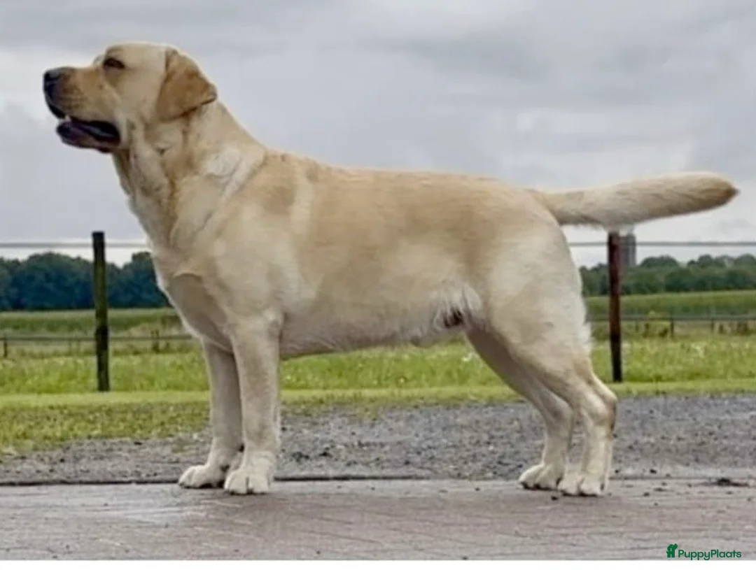 Labrador Retriever honden te koop: Prachtige raszuivere blonde labradorpups! - Advertentie 5