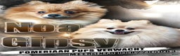 Pomeriaan honden te koop: Pomriaan puppy s - Advertentie 8