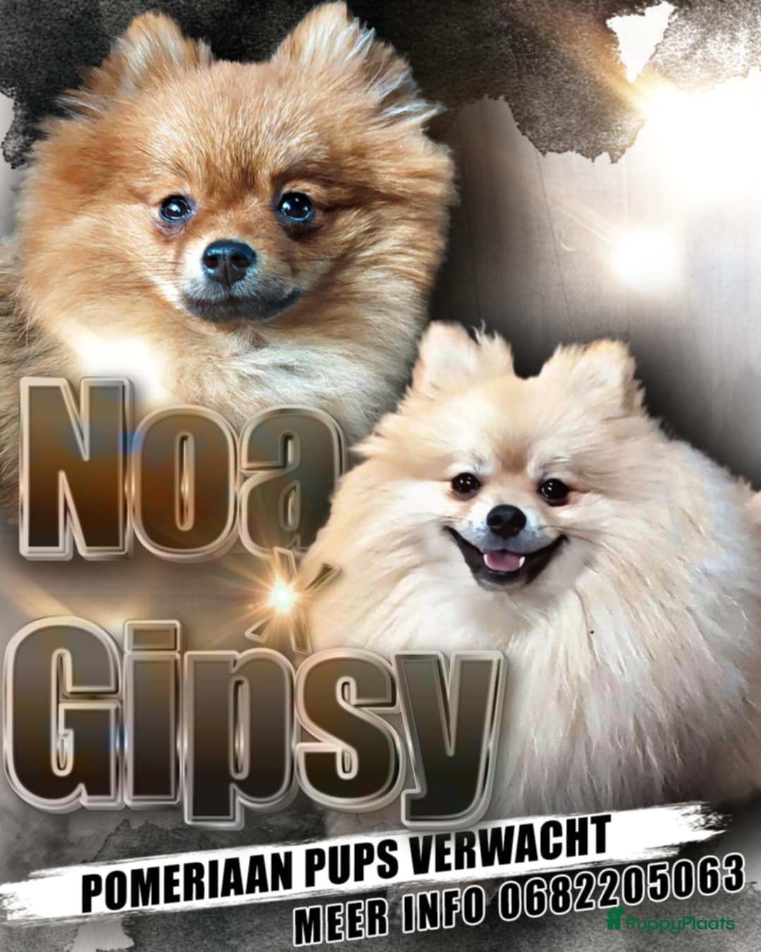 Pomeriaan honden te koop: Pomriaan puppy s - Advertentie 8