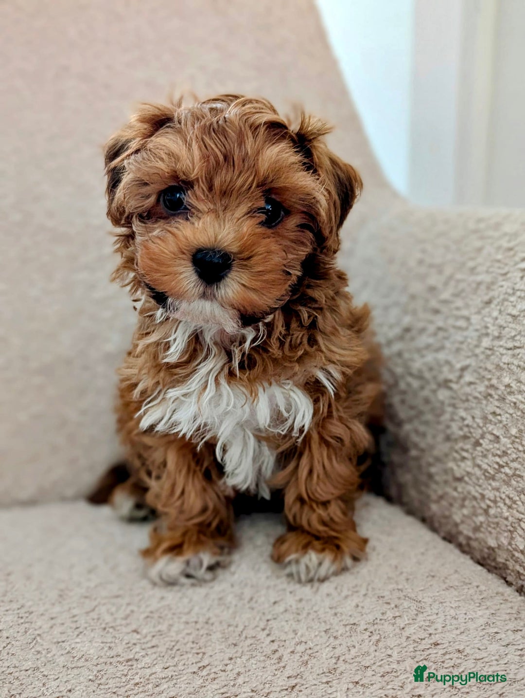 Maltipoo honden ter dekking: Dekreutje maltipoo, sjefke niet te koop. - Advertentie 5