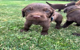 Duitse Staande Hond Langhaar honden te koop: Duitse staande langhaar pups  in Maastricht - Afbeelding 18