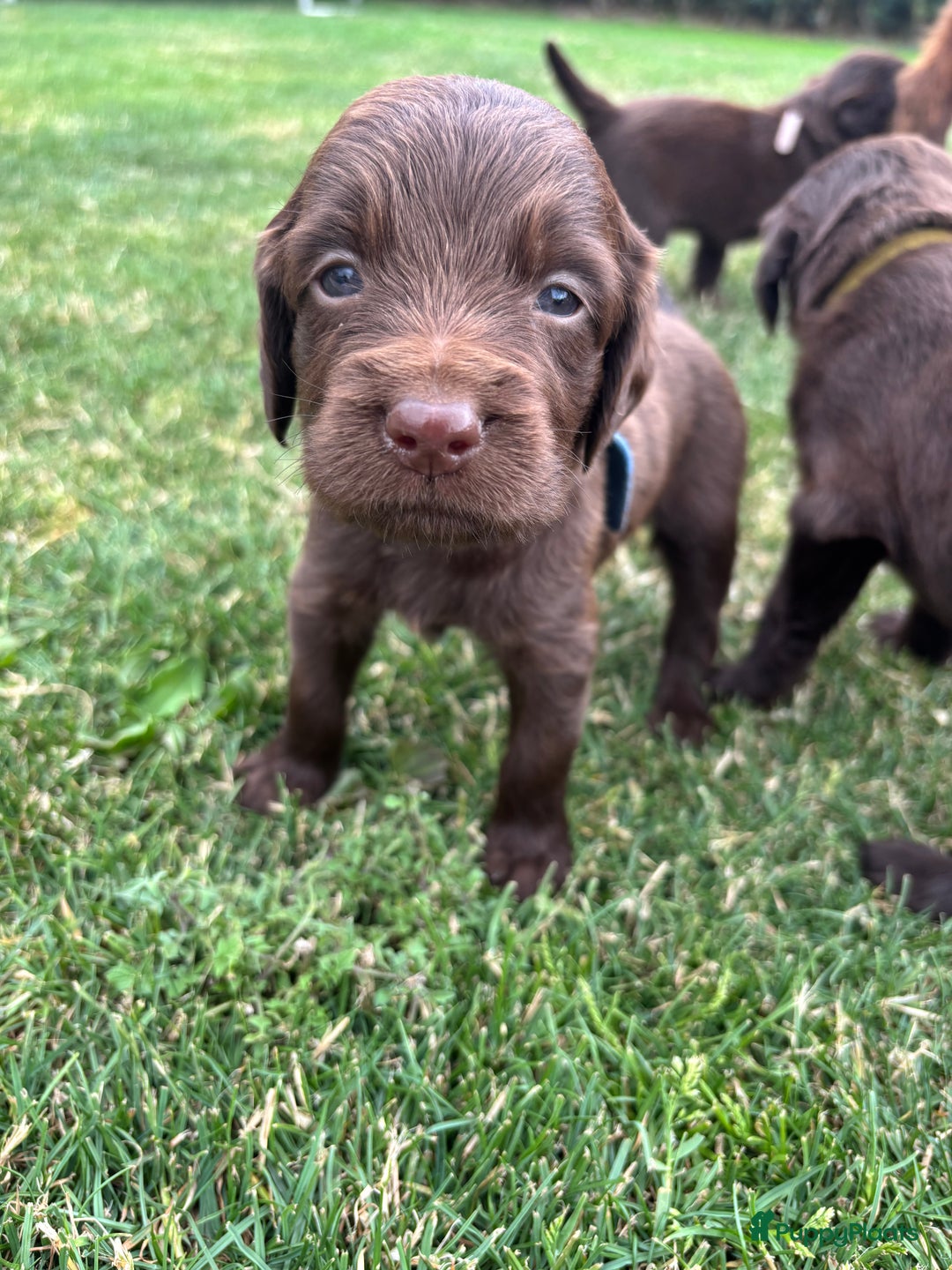 Duitse Staande Hond Langhaar honden te koop: Duitse staande langhaar pups  in Maastricht - Afbeelding 18