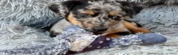 Jack Russel Terriër honden te koop: 5 lieve jack Russell puppy’s  - Advertentie 8