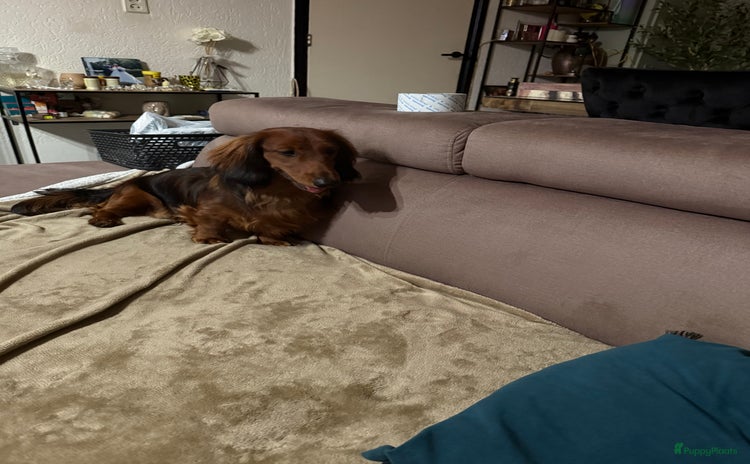 Teckel (langhaar) honden - Advertentie 1