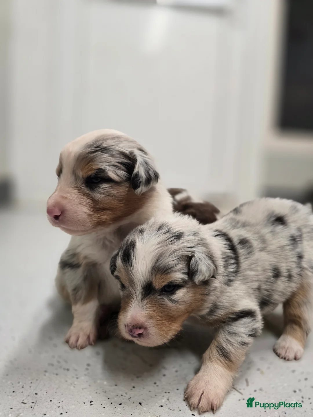 Australian Shepherd honden te koop: Australische Herder puppy's (zie foto's) - Advertentie 3