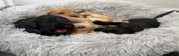 Kruising honden te koop: (Australian) Labradoodle pups - Advertentie 10