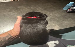 Kruising honden te koop: Liefdevolle bernsky pups  - Afbeelding 10