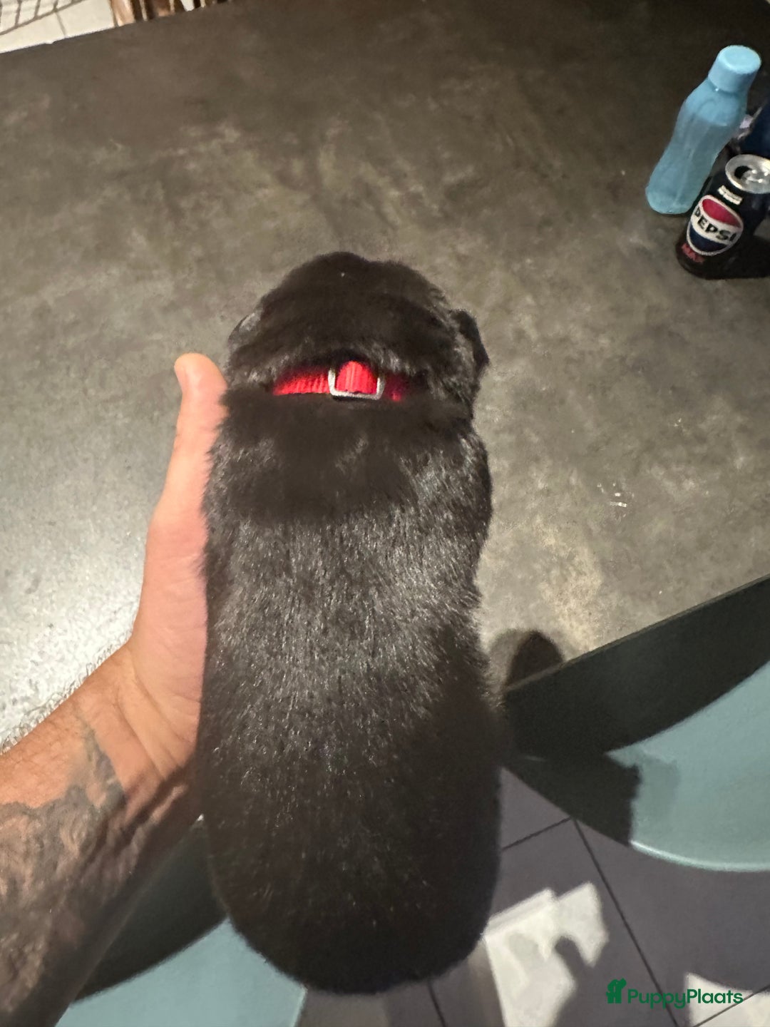 Kruising honden te koop: Liefdevolle bernsky pups  - Afbeelding 10