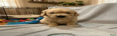 Golden Retriever 2