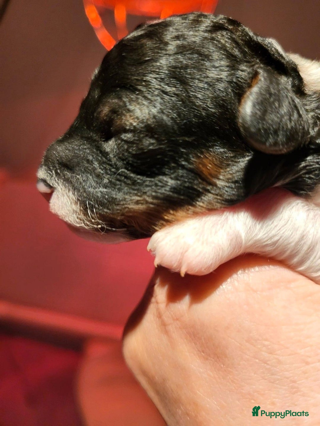 Poedel Toy honden te koop: 3 toy poedel reutjes - Advertentie 7