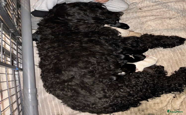 Barbet honden Barbet puppy’s geboren - Advertentie 5