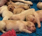 Labrador Retriever Puppy 9
